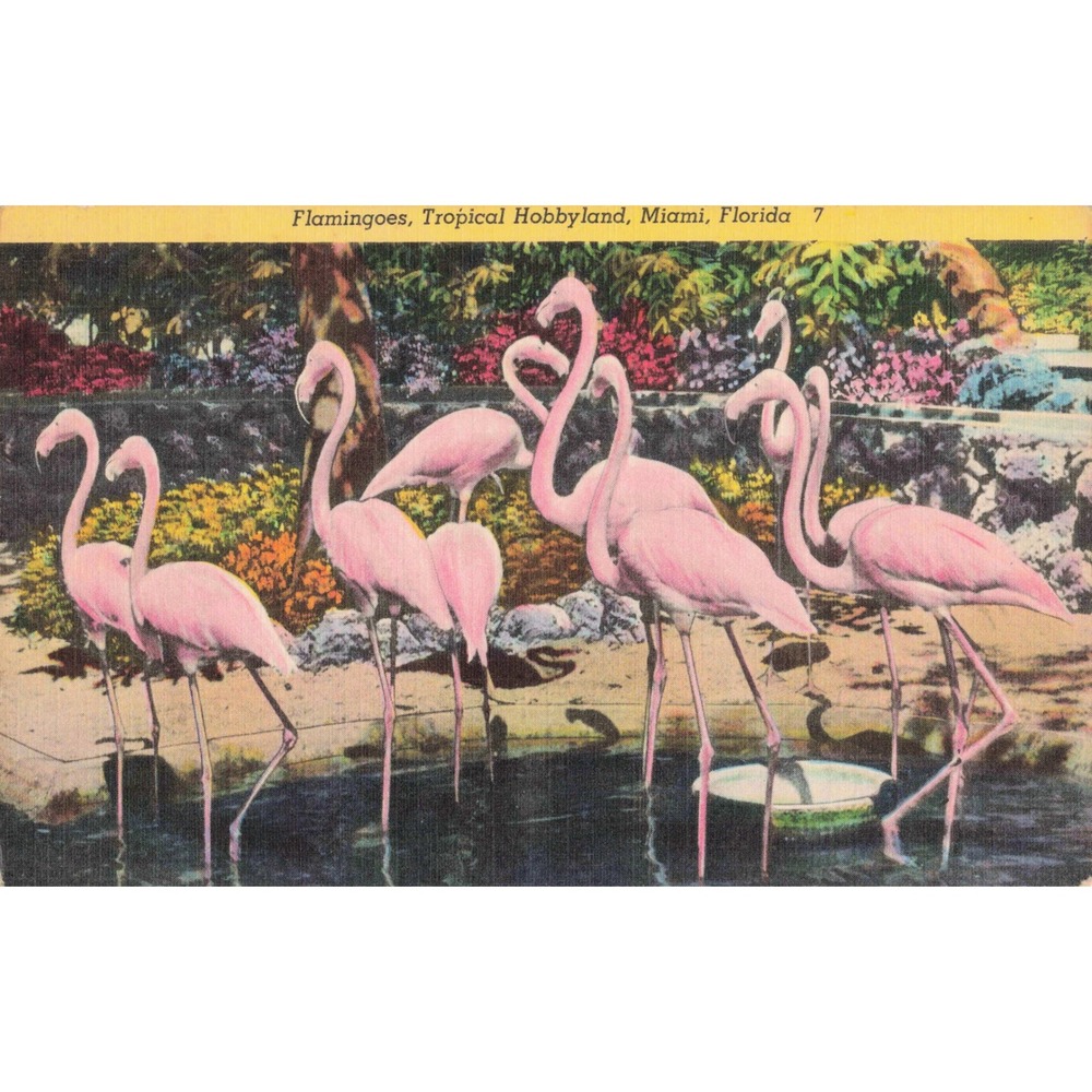 Vtg Flamingoes Tropical Hobbyland Miami Florida Linen Postcard
